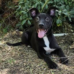 Adoptable Dog Smoochy Poo