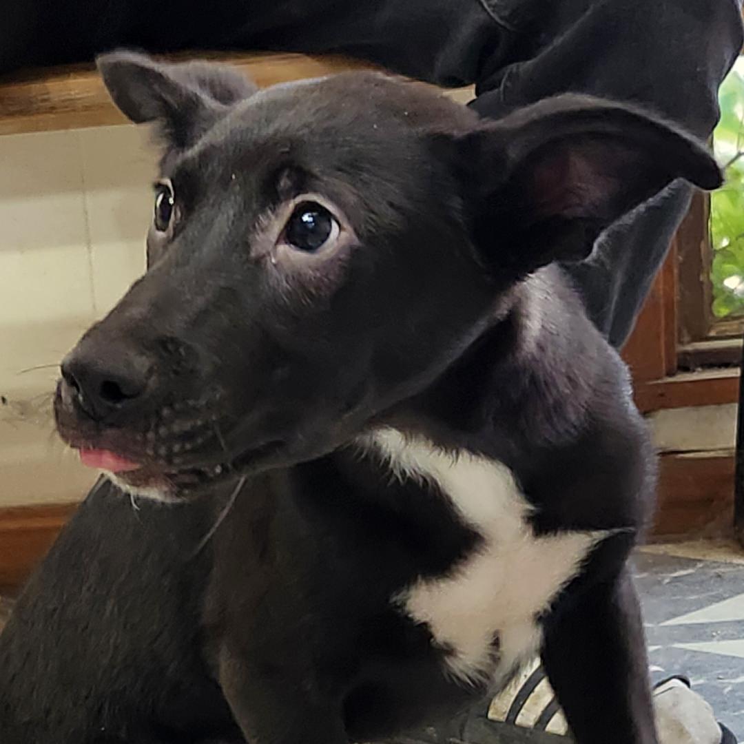 Adoptable Dog Smoochy Poo