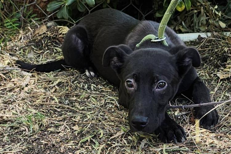 Adoptable Dog Smoochy Poo