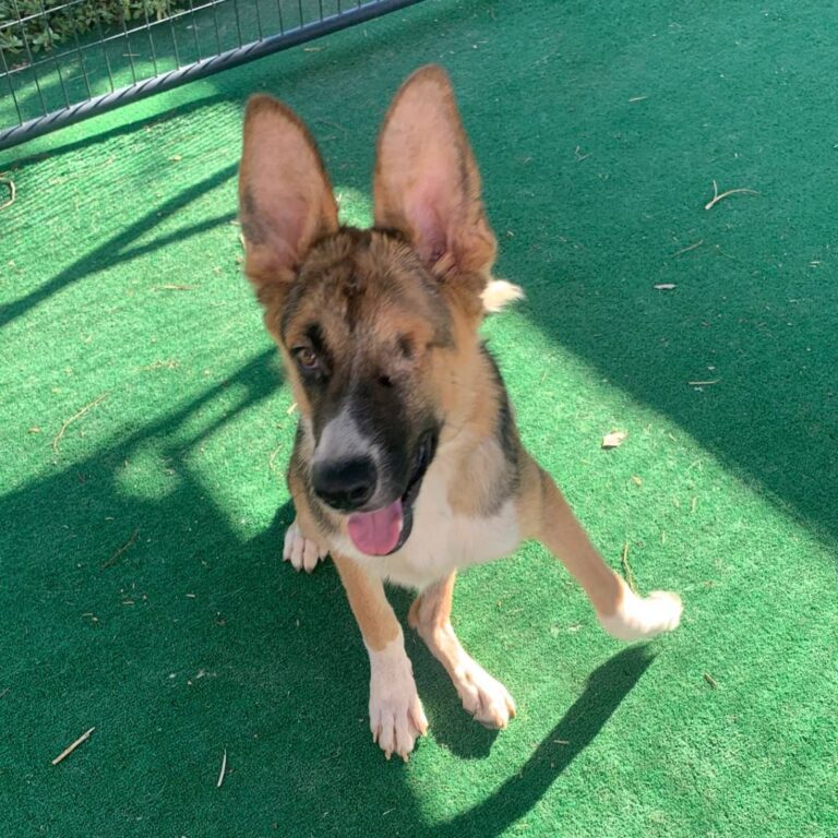 Adoptable Dog S'More