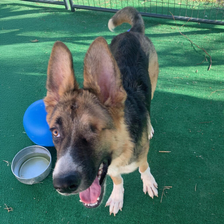 Adoptable Dog S'More