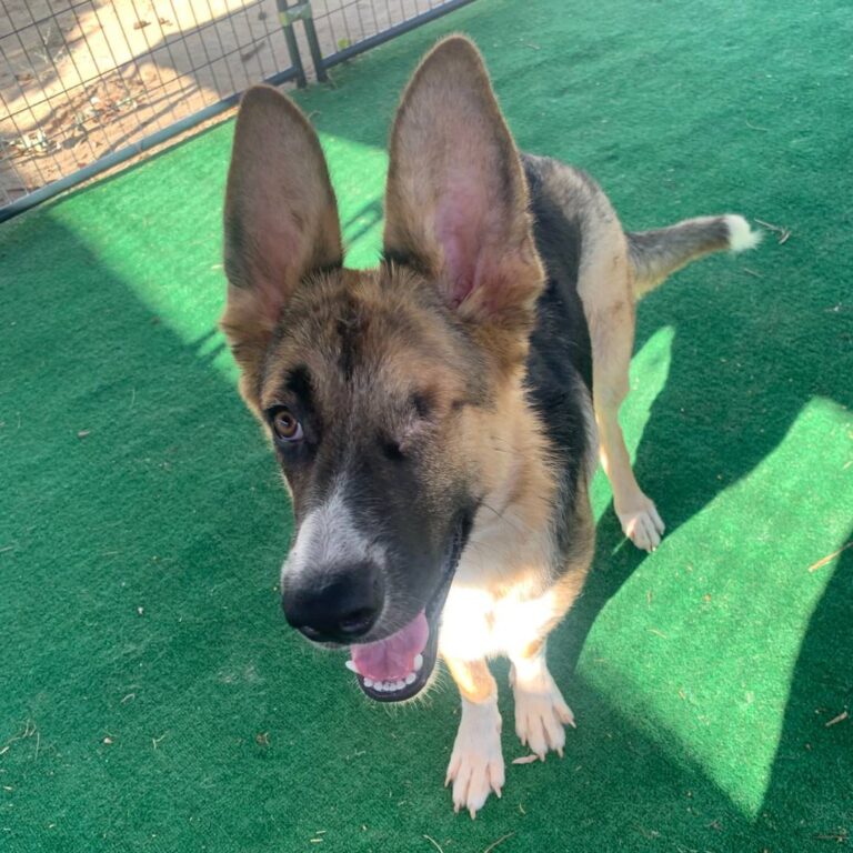 Adoptable Dog S'More