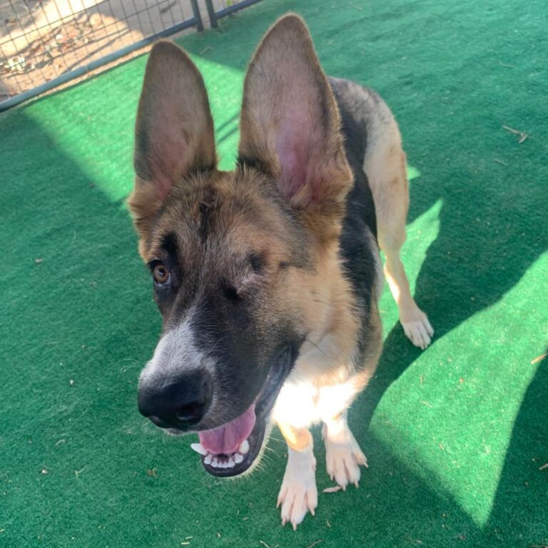 Adoptable Dog S'More