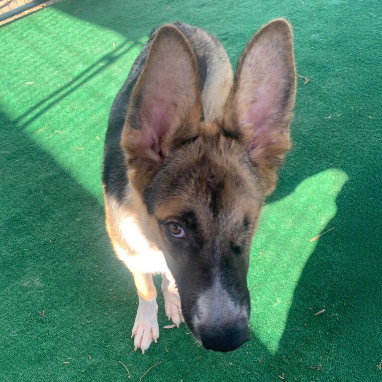 Adoptable Dog S'More