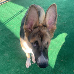 Adoptable Dog S'More