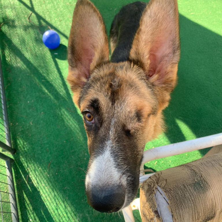 Adoptable Dog S'More