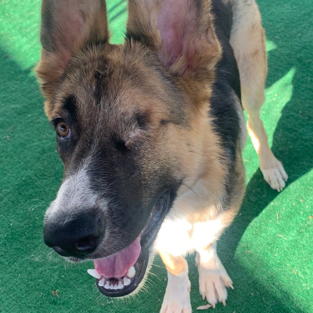 Adoptable Dog S'More