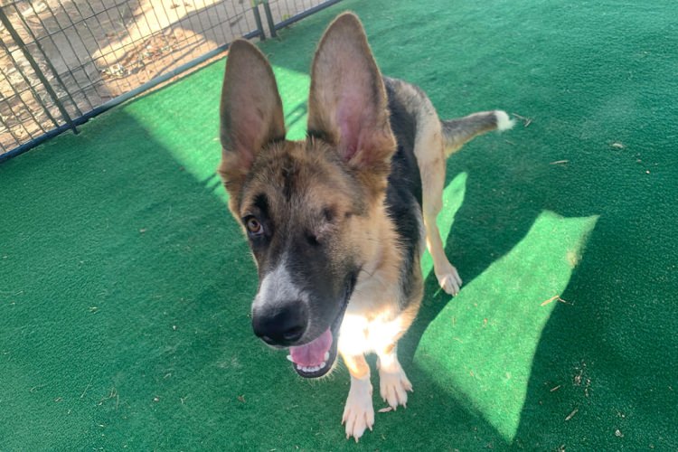 Adoptable Dog S'More