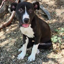 Adoptable Dog Sophie