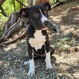 Adoptable Dog Sophie