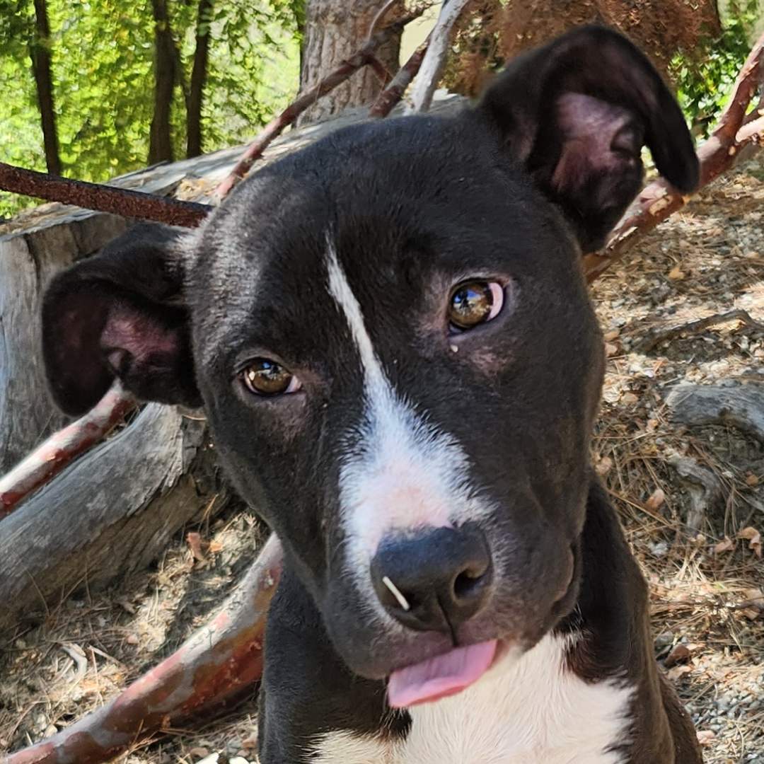 Adoptable Dog Sophie