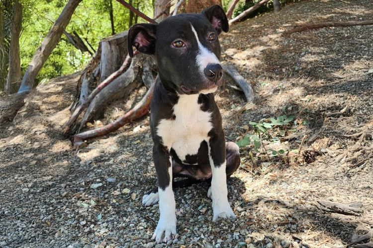 Adoptable Dog Sophie