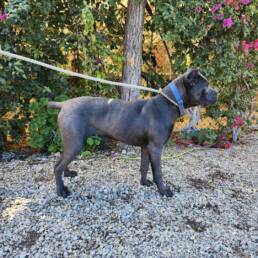 Adoptable Dog Sparrow
