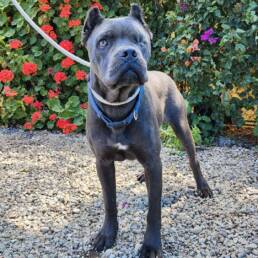 Adoptable Dog Sparrow