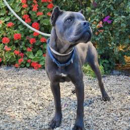 Adoptable Dog Sparrow