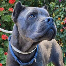 Adoptable Dog Sparrow