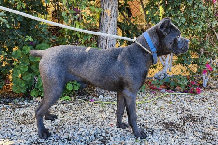 Adoptable Dog Sparrow