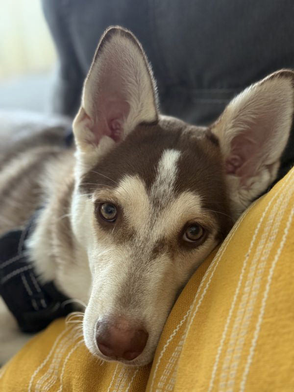 Rescue dog Alana, now named Soleil, adopted after surviving Parvo — featured in our success stories as a symbol of healing, resilience, and a new life.