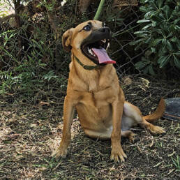 Adoptable Dog Sweet