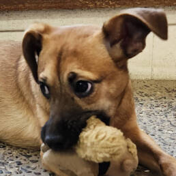 Adoptable Dog Sweet