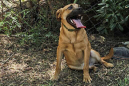 Adoptable Dog Sweet