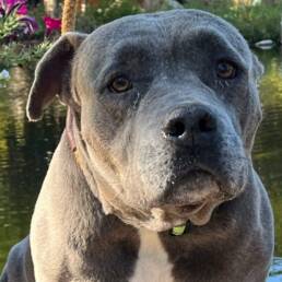 Adoptable Dog Tessa