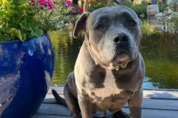 Adoptable Dog Tessa