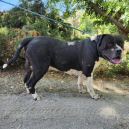 Adoptable Dog Toro