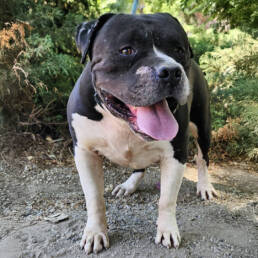 Adoptable Dog Toro