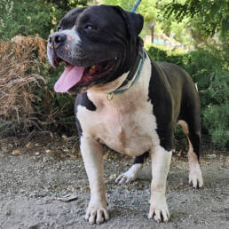 Adoptable Dog Toro