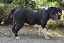 Adoptable Dog Toro