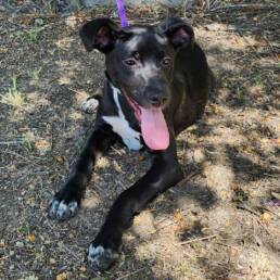 Adoptable Dog Valentina