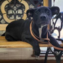 Adoptable Dog Valentina