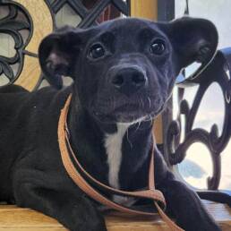 Adoptable Dog Valentina