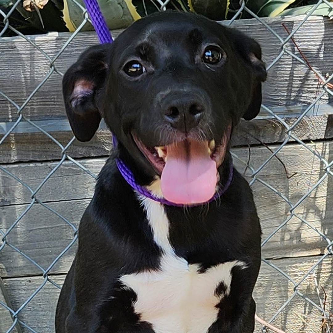 Adoptable Dog Valentina