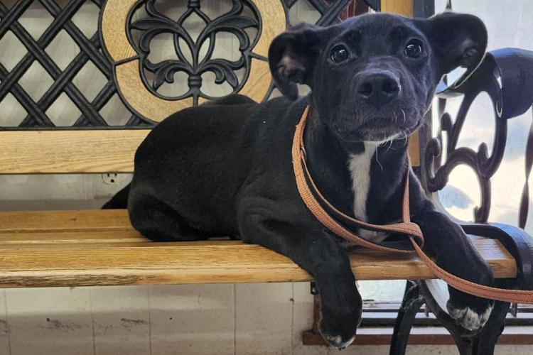 Adoptable Dog Valentina