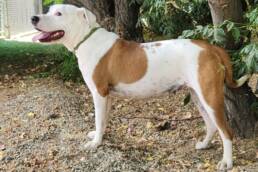 Adoptable Dog Winnie