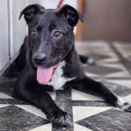 Adoptable Dog Yolanda