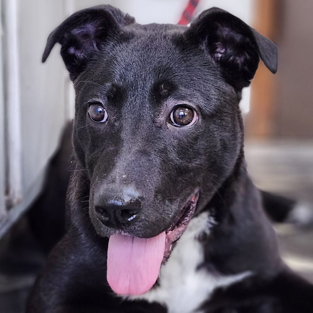 Adoptable Dog Yolanda