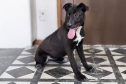 Adoptable Dog Yolanda