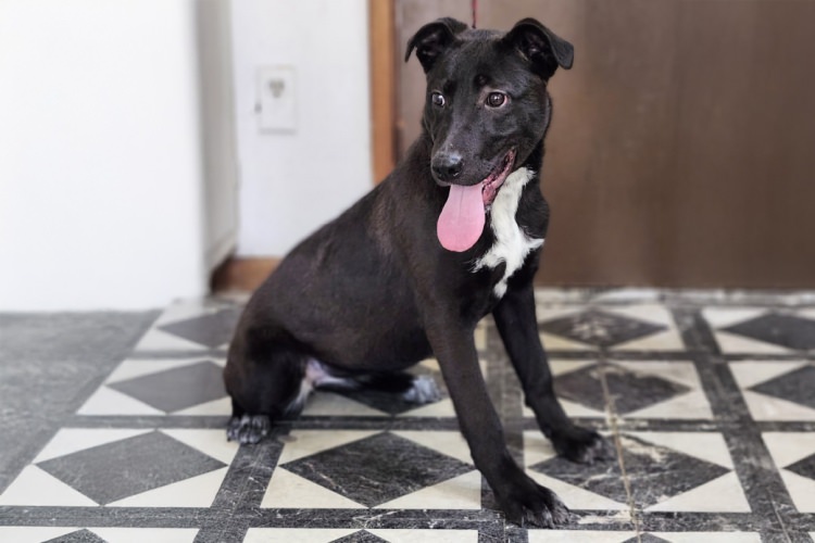 Adoptable Dog Yolanda