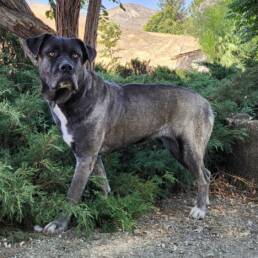 Adoptable Dog Asa