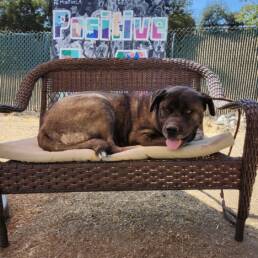 Adoptable Dog Asa