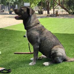 Adoptable Dog Asa