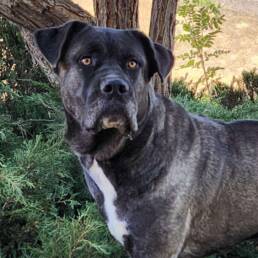 Adoptable Dog Asa