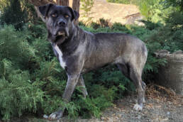 Adoptable Dog Asa