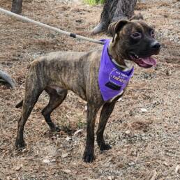 Adoptable Dog Bucky