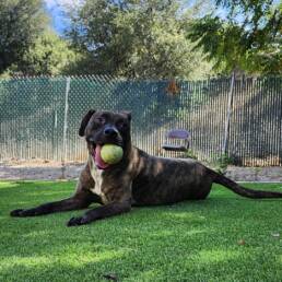 Adoptable Dog Bucky