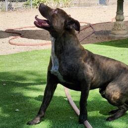 Adoptable Dog Bucky