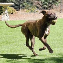 Adoptable Dog Bucky
